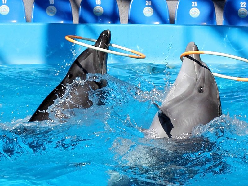 DUBAI DOLPHINARIUM ADMISSION TICKETS